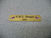 Beagle-120